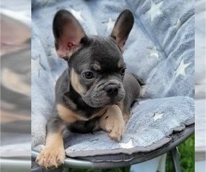 Medium French Bulldog