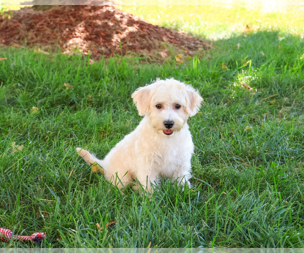 Medium Photo #1 Poodle (Toy)-West Highland White Terrier Mix Puppy For Sale in SYRACUSE, IN, USA