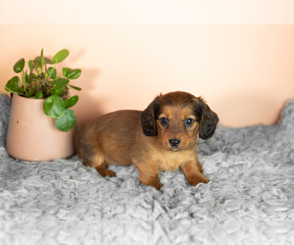 Medium Photo #1 Dachshund Puppy For Sale in WAKARUSA, IN, USA