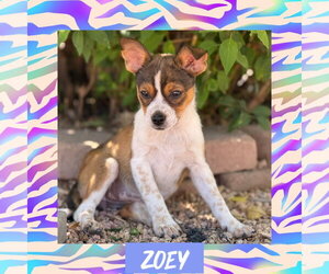 Rat Terrier-Unknown Mix Dogs for adoption in Littleton, CO, USA