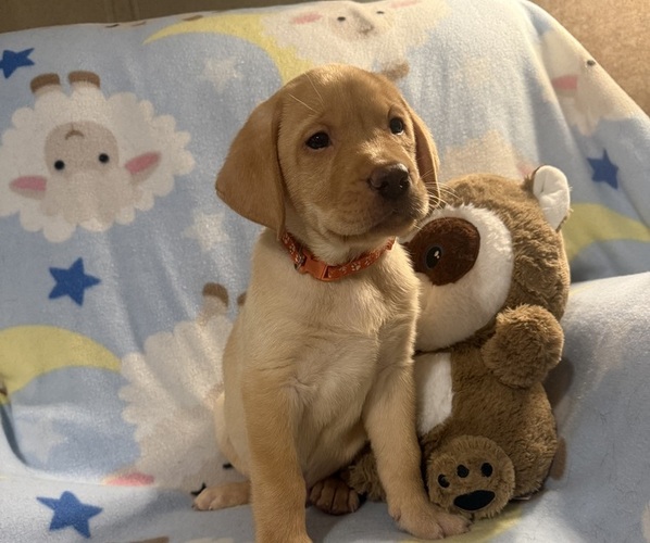 Medium Photo #10 Labrador Retriever Puppy For Sale in SPOTSYLVANIA, VA, USA