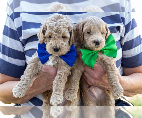 Medium Photo #3 Goldendoodle (Miniature) Puppy For Sale in ROY, UT, USA