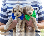 Small #2 Goldendoodle (Miniature)