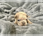 Small #17 French Bulldog