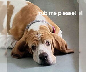 Basset Hound Dogs for adoption in Deepwater, NJ, USA