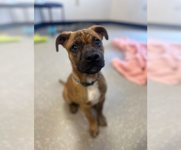 Medium Photo #1 American Pit Bull Terrier Puppy For Sale in Fort Wayne, IN, USA