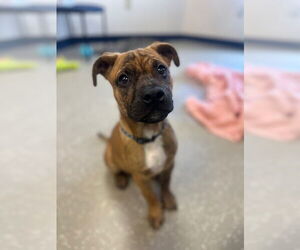 American Pit Bull Terrier Dogs for adoption in Fort Wayne, IN, USA