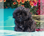 Small Photo #5 ShihPoo Puppy For Sale in HOLTWOOD, PA, USA
