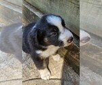 Small Photo #11 Australian Shepherd Puppy For Sale in NELSON, VA, USA
