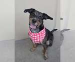Small #2 Catahoula Leopard Dog Mix
