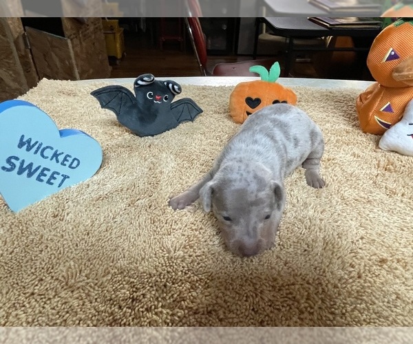 Medium Photo #4 Miniature Pinscher Puppy For Sale in PALATKA, FL, USA