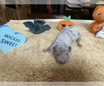 Small #3 Miniature Pinscher