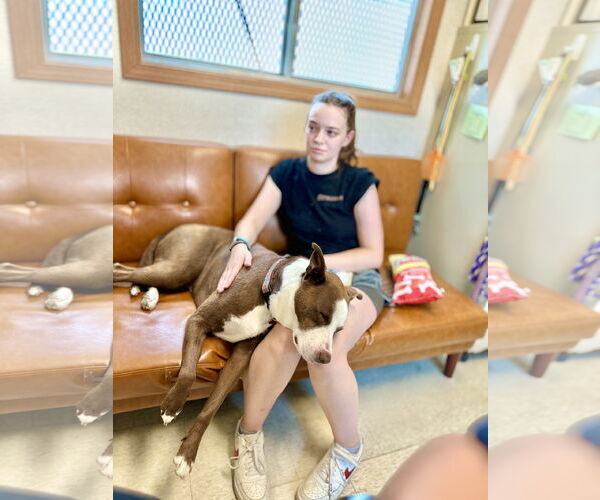Medium Photo #41 American Pit Bull Terrier-Labrador Retriever Mix Puppy For Sale in West Cornwall, CT, USA
