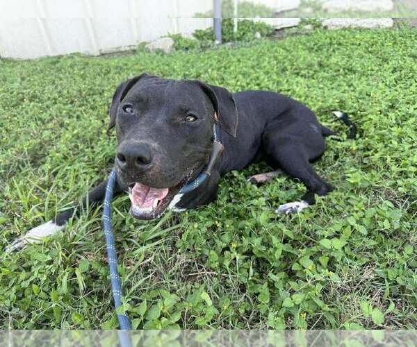 Medium Photo #7 Mutt Puppy For Sale in Abbeville, LA, USA