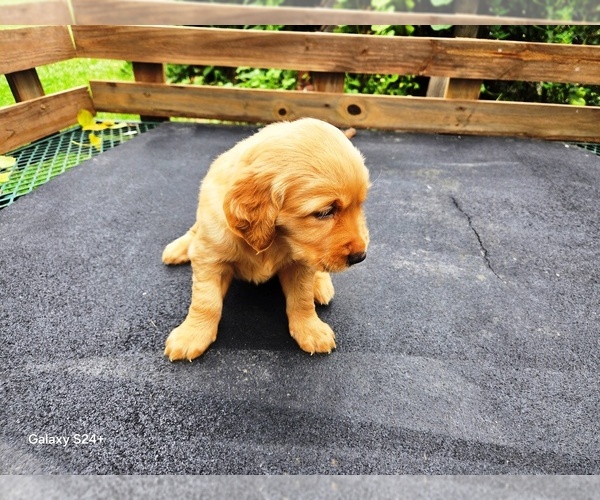 Medium Photo #6 Golden Retriever Puppy For Sale in LEON, KS, USA