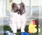 Small #2 Pomeranian