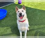 Small #3 German Shepherd Dog Mix