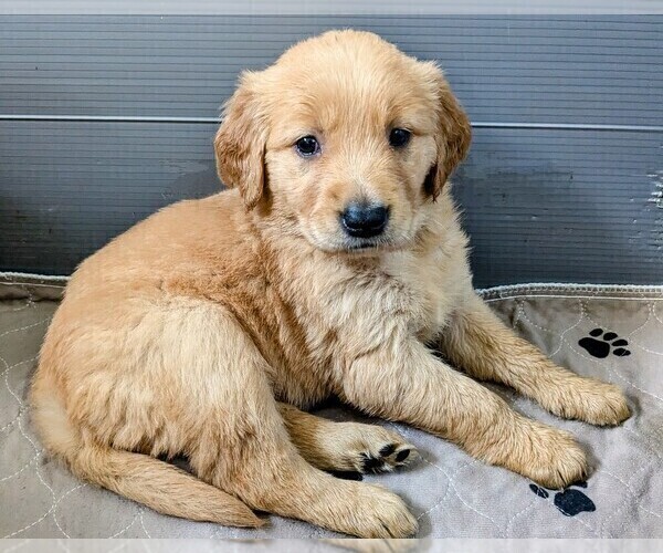 Medium Photo #2 Golden Retriever Puppy For Sale in PAMPLIN, VA, USA