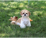 Small #3 Shih Tzu