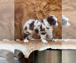 Small Photo #3 Australian Shepherd Puppy For Sale in WESLEY CHAPEL, FL, USA
