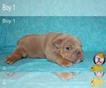 Small Photo #18 Neapolitan Mastiff Puppy For Sale in WASHBURN, MO, USA