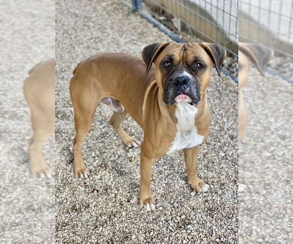 Medium Photo #2 Boxer Puppy For Sale in Austin, TX, USA