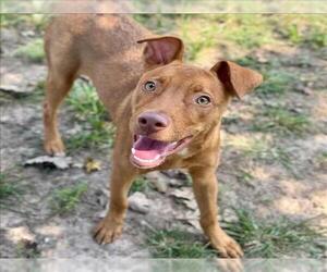 Labrador Retriever Dogs for adoption in Conroe, TX, USA