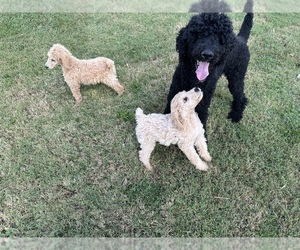 Poodle (Standard) Puppy for Sale in CONNELLYS SPRINGS, North Carolina USA