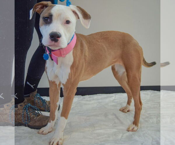 Medium Photo #3 American Staffordshire Terrier-Boxer Mix Puppy For Sale in Huntley, IL, USA