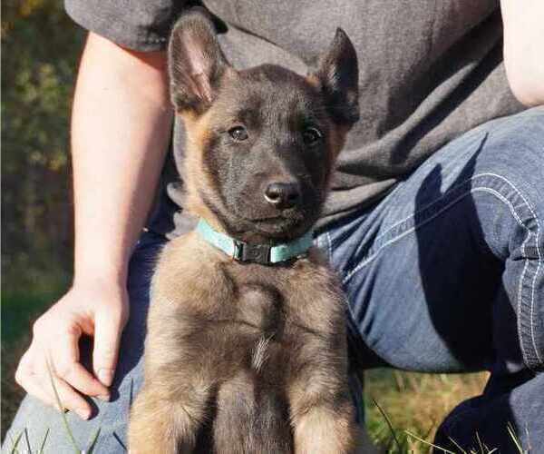 Medium Photo #1 Belgian Malinois Puppy For Sale in THAYER, MO, USA