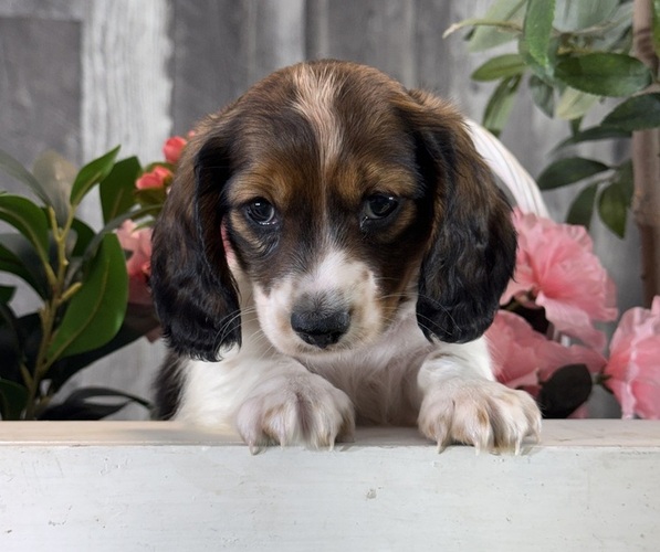 Medium Photo #3 Dachshund Puppy For Sale in CANOGA, NY, USA