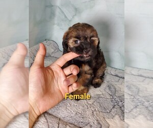 ShihPoo Puppy for sale in HENDERSON, NV, USA