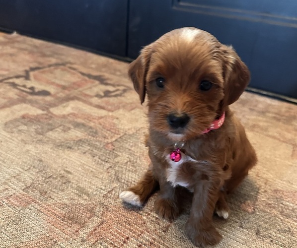 Medium Photo #16 Goldendoodle (Miniature) Puppy For Sale in GILBERT, AZ, USA