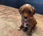 Small Photo #16 Goldendoodle (Miniature) Puppy For Sale in GILBERT, AZ, USA