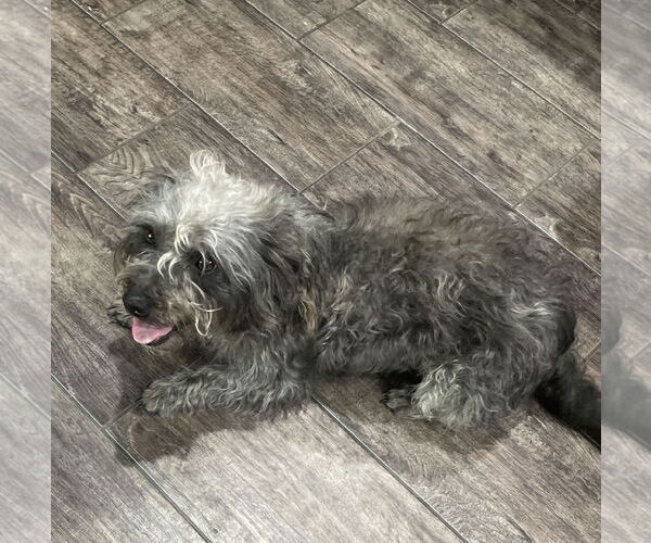 Medium Photo #6 Toxirn Puppy For Sale in McKinney, TX, USA