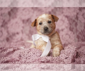 Australian Cattle Dog Puppy for sale in PILOT, VA, USA