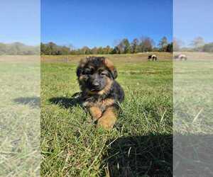 German Shepherd Dog Puppy for sale in MARION, IL, USA