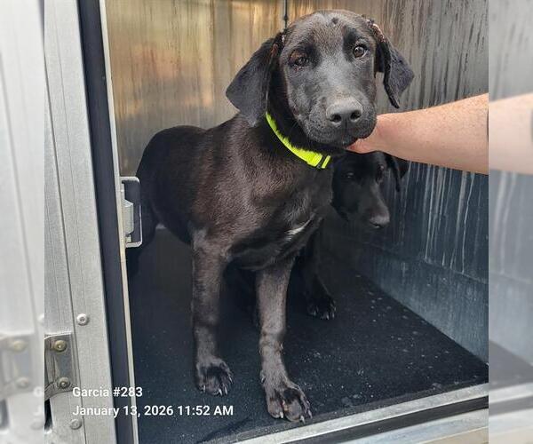 Medium Photo #1 Labrador Retriever-Unknown Mix Puppy For Sale in San Antonio, TX, USA