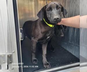 Labrador Retriever-Unknown Mix Dogs for adoption in San Antonio, TX, USA
