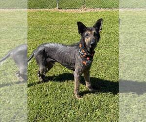 Paul Mccartney - Male German Shepherd Dog Dog for Adoption - Photo #6