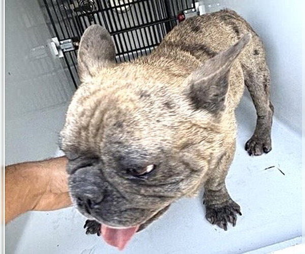 Medium Photo #1 French Bulldog Puppy For Sale in Houston, TX, USA