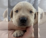 Small #12 Golden Labrador