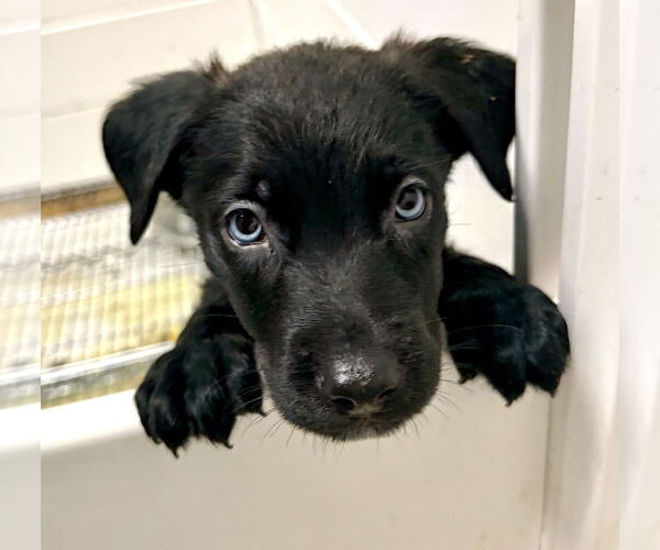 Medium Photo #2 Borador Puppy For Sale in GILBERTS, IL, USA