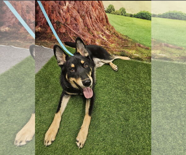 Medium Photo #1 German Shepherd Dog-Huskies  Mix Puppy For Sale in Euless, TX, USA