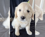 Small Photo #10 English Cream Golden Retriever Puppy For Sale in ARROWHEAD FARMS, CA, USA