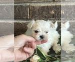 Small #1 Maltese