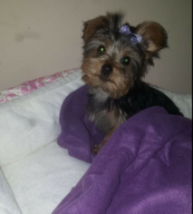Yorkshire Terrier Puppy for sale in BAYTOWN, TX, USA