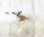 Small #6 Chihuahua