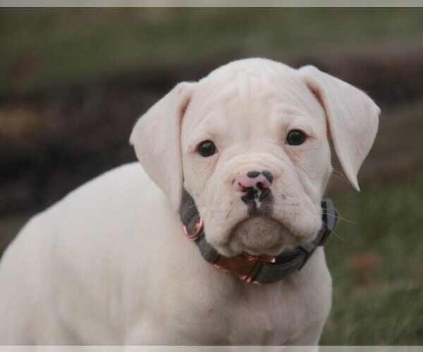 Medium Photo #2 Boxer Puppy For Sale in SHIPSHEWANA, IN, USA