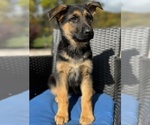 Small Photo #8 German Shepherd Dog Puppy For Sale in PITTSBURGH, PA, USA